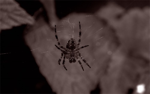 为什么蜘蛛毒不死自己,看似不起眼的蜘蛛